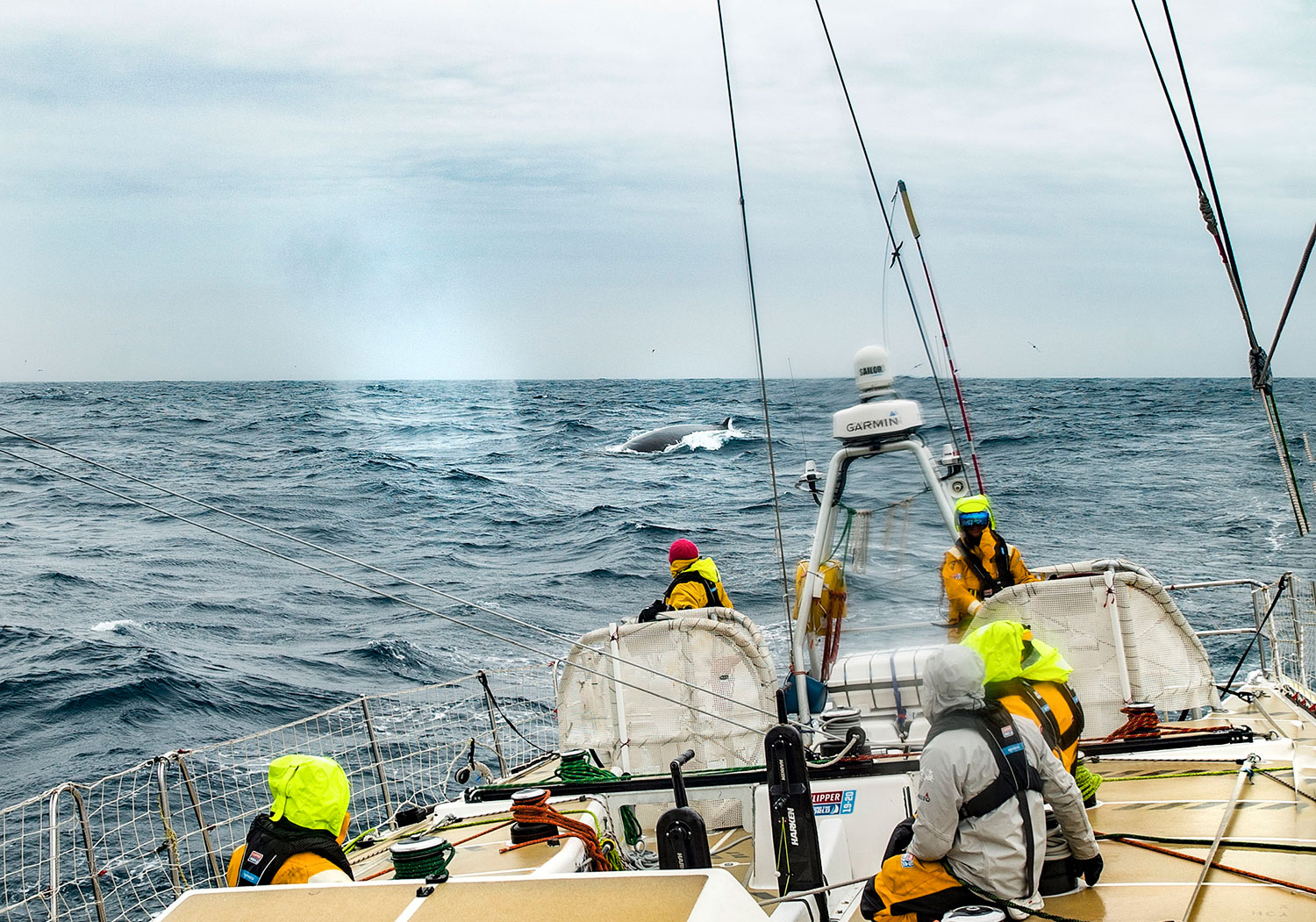 Whale sighting on board Zhuhai