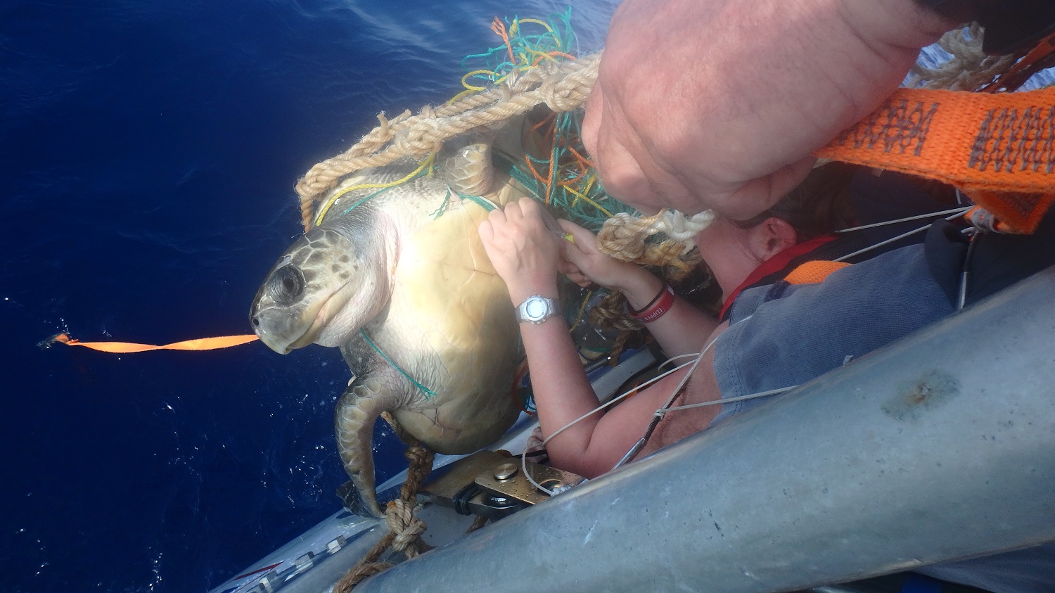The PSP crew shown helping to free a turtle from plastic waste 