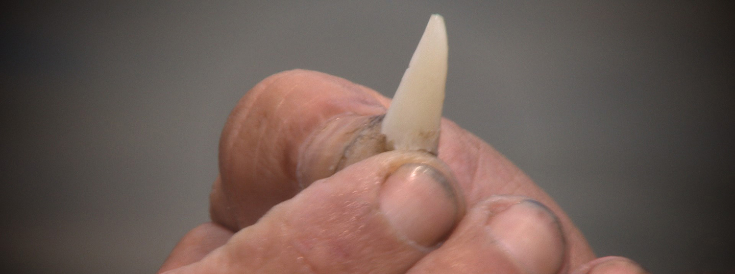 One of the shark teeth extracted from the rudder of team OneDLL